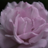 My Rose Garden154