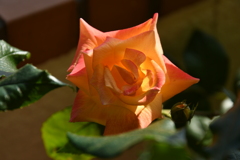 My Rose Garden127