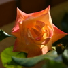 My Rose Garden127