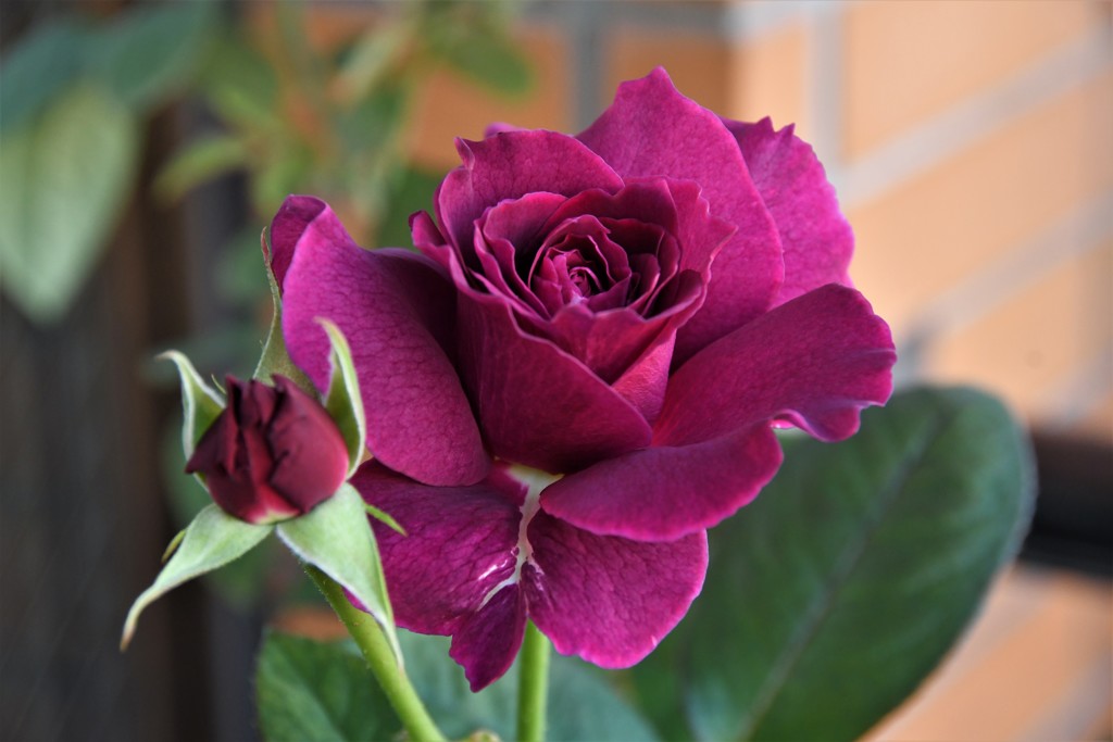 My Rose Garden32