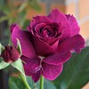 My Rose Garden32