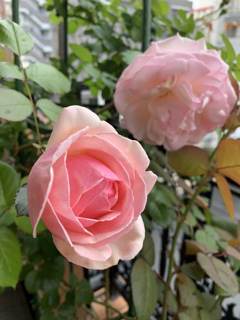 My Rose Garden141