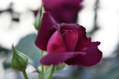 My Rose Garden90