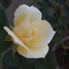 My Rose Garden10