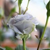 My Rose Garden122