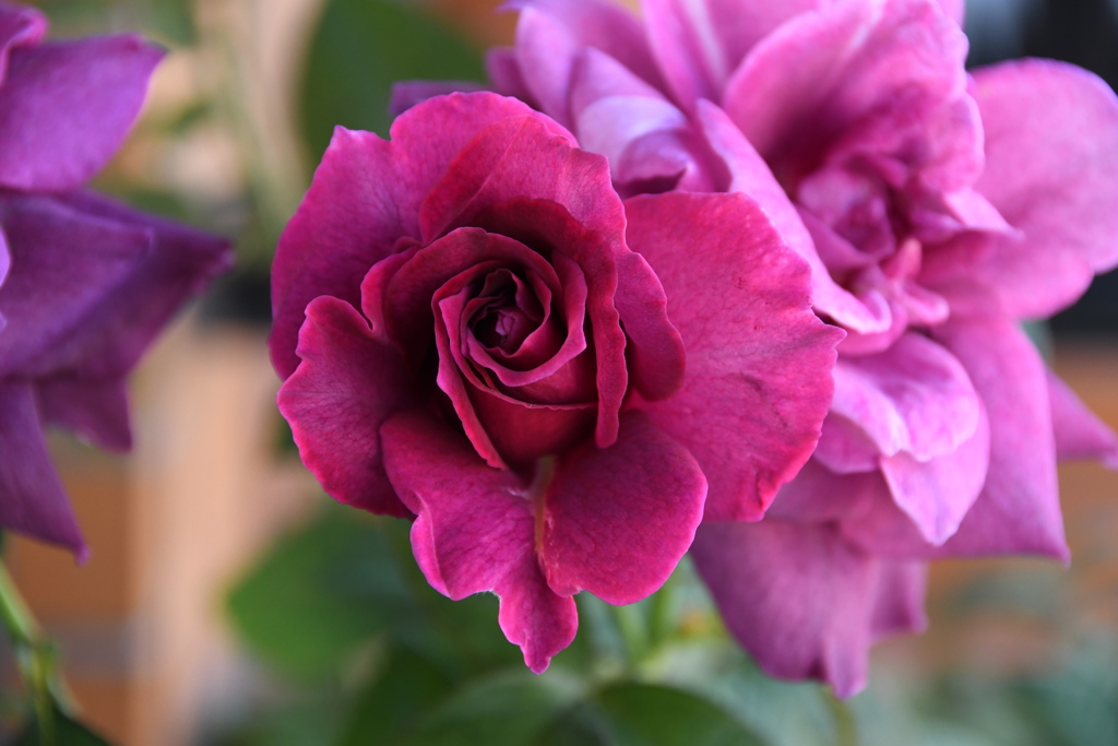 My Rose Garden37