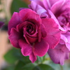 My Rose Garden37