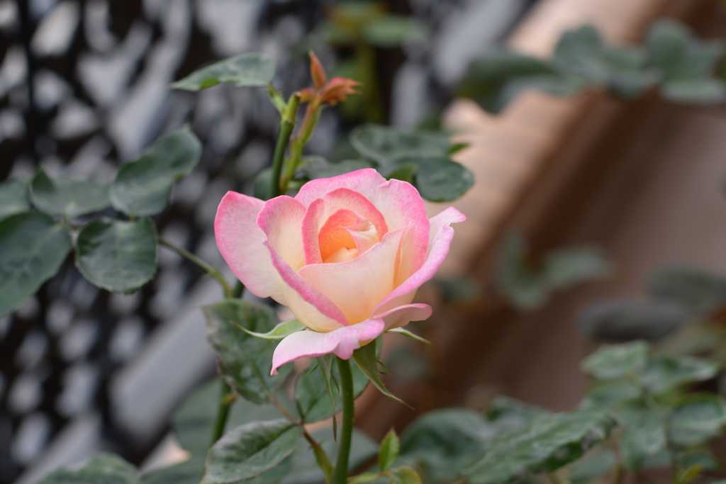 My Rose Garden5