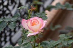 My Rose Garden5