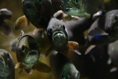 さいたま水族館２