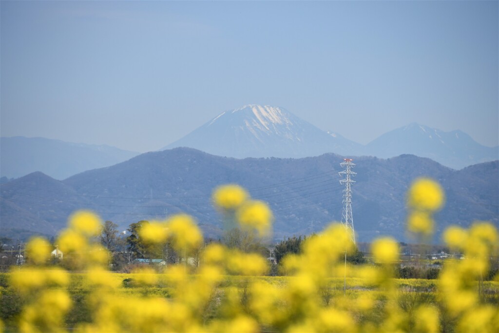 菜の花７