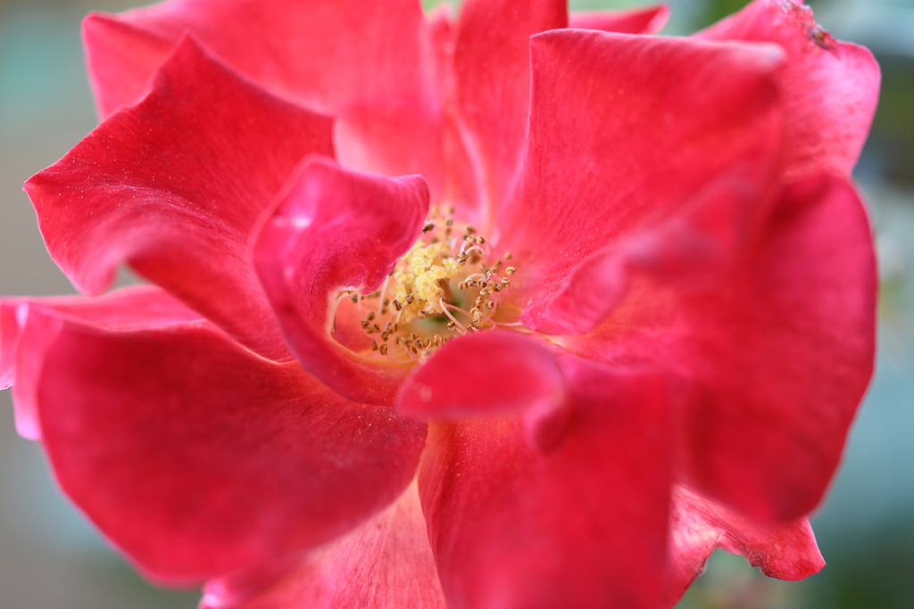 My Rose Garden75