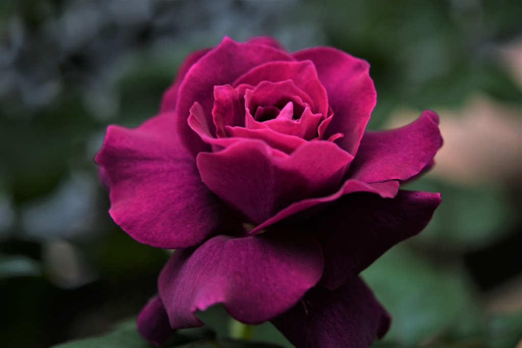 My Rose Garden57