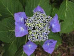 紫陽花（栃木市・アジサイ坂）