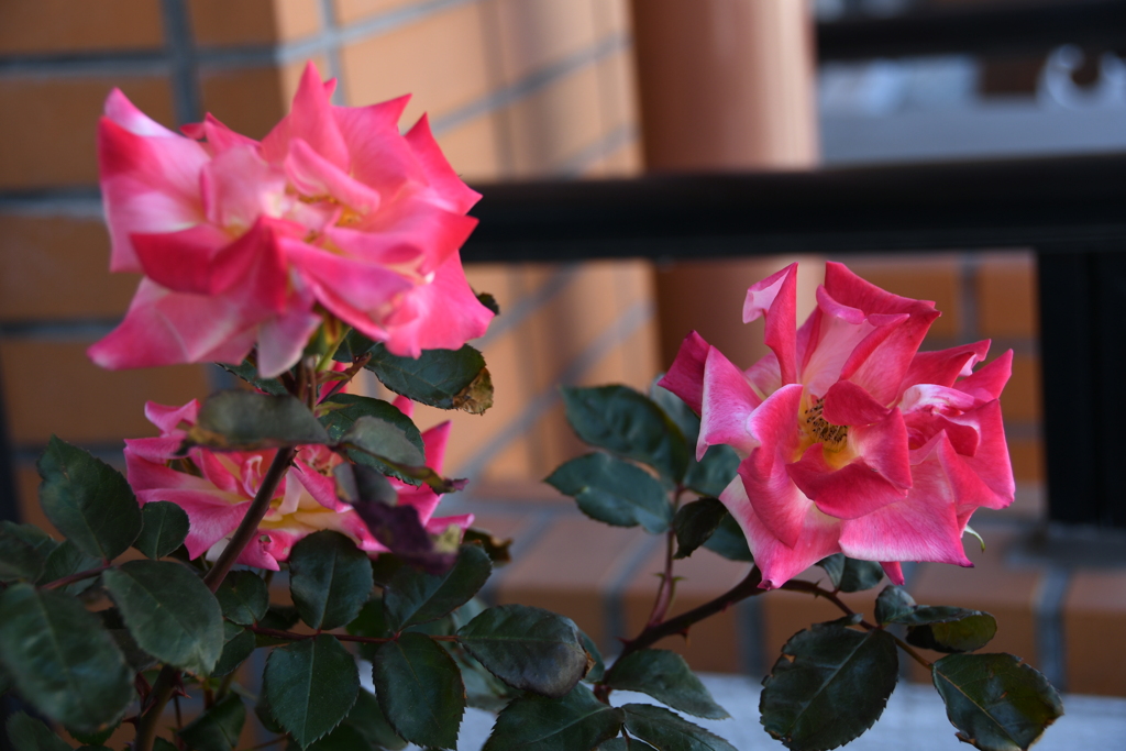 My Rose Garden82