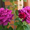 My Rose Garden36