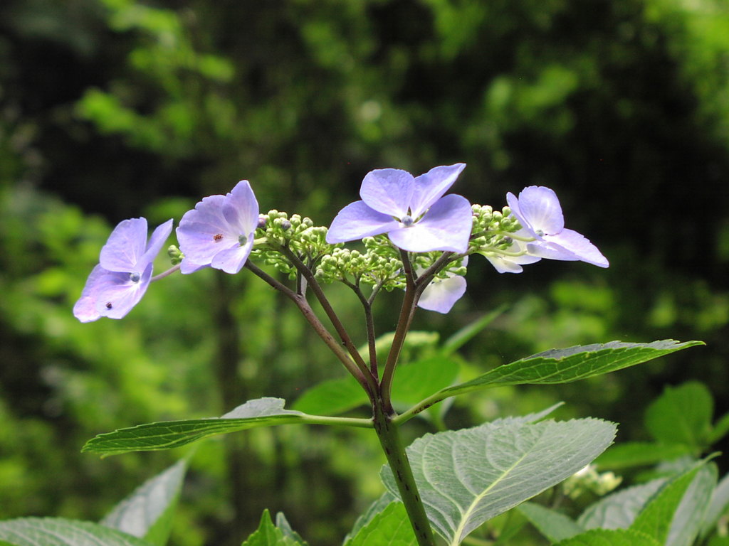 紫陽花坂２