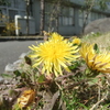 職場の花壇２