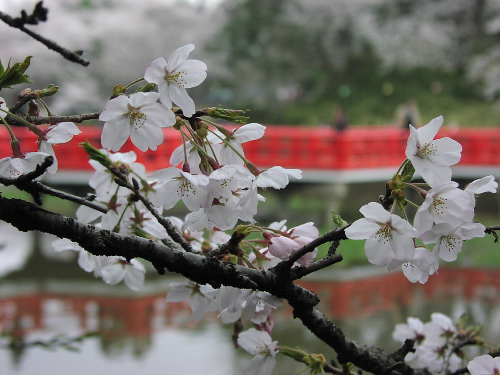 暑いから「桜」