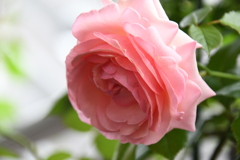 My Rose Garden170