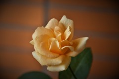 My Rose Garden41