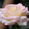 My Rose Garden27