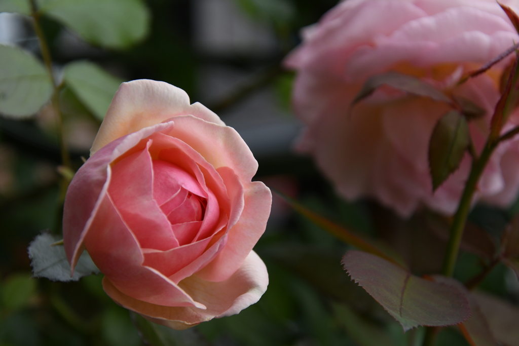 My Rose Garden146