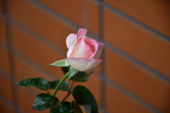 My Rose Garden1