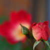 My Rose Garden120