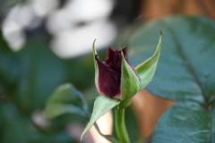 My Rose Garden83