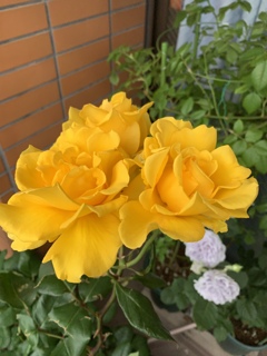 My Rose Garden139