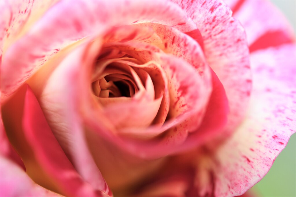 My Rose Garden107