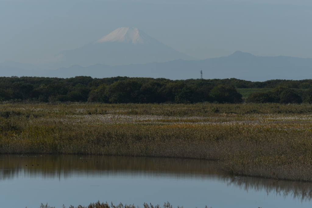 渡良瀬遊水地からの風景1