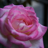 My Rose Garden160