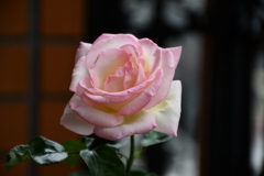 My Rose Garden3