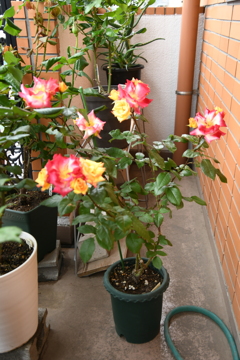 My Rose Garden135