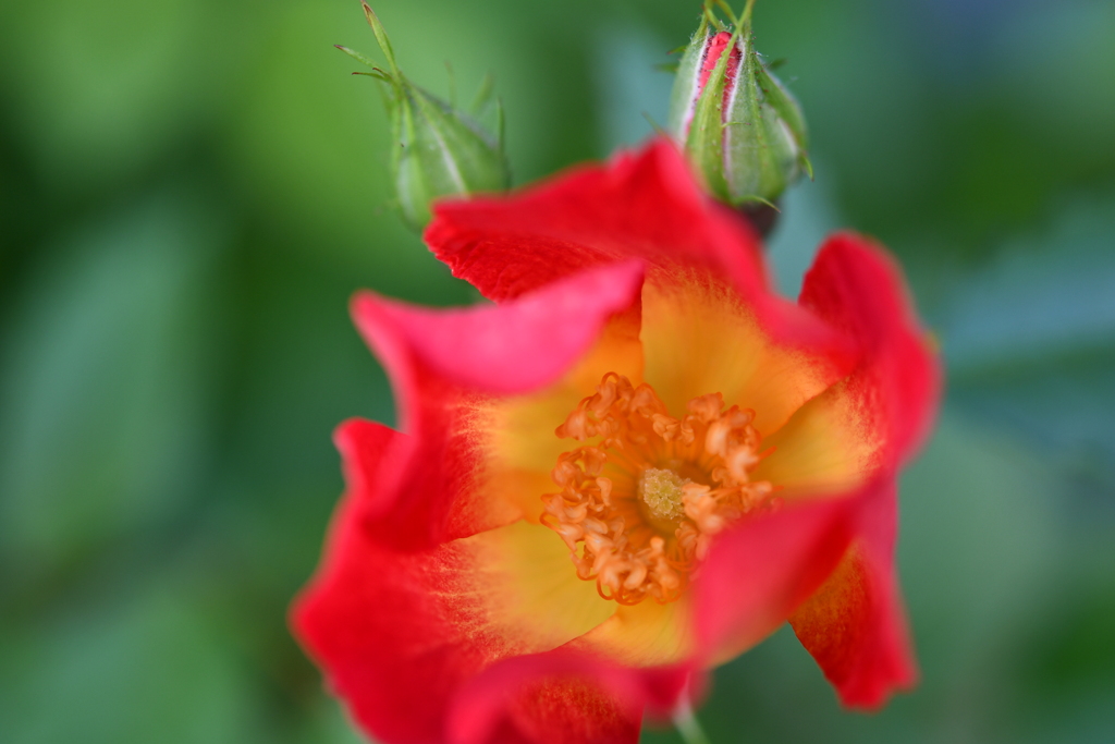 My Rose Garden119