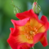 My Rose Garden119