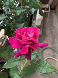 My Rose Garden140