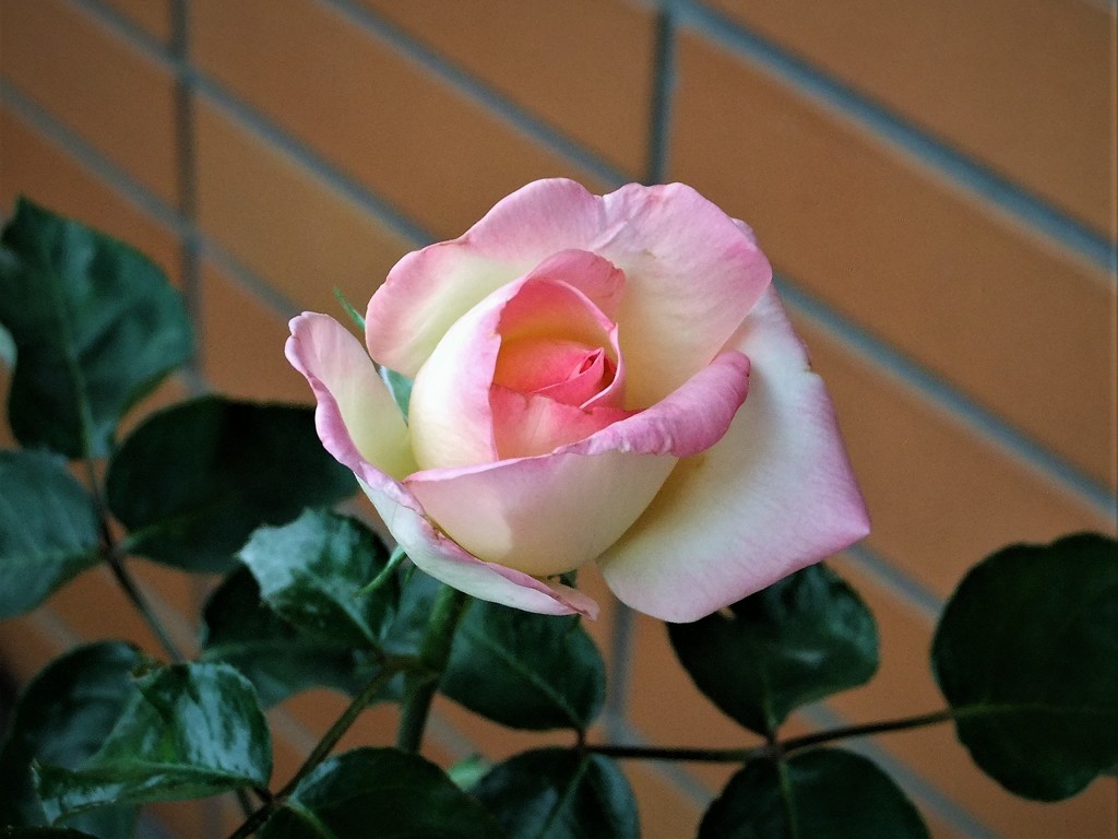 My Rose Garden16