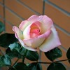 My Rose Garden16