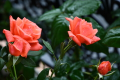 My Rose Garden65