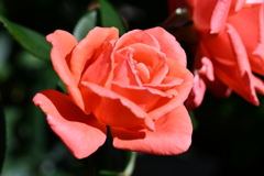 My Rose Garden66