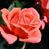 My Rose Garden66