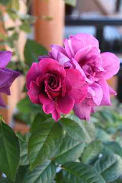 My Rose Garden38