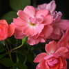 My Rose Garden106