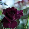 My Rose Garden162