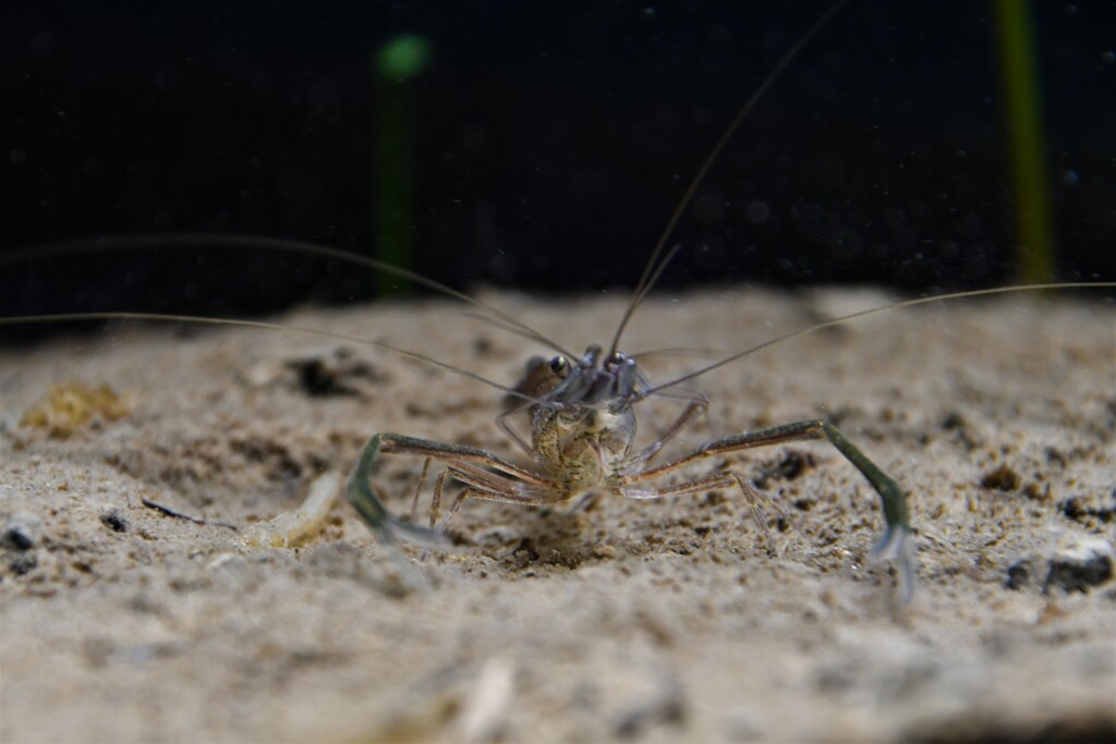 さいたま水族館３