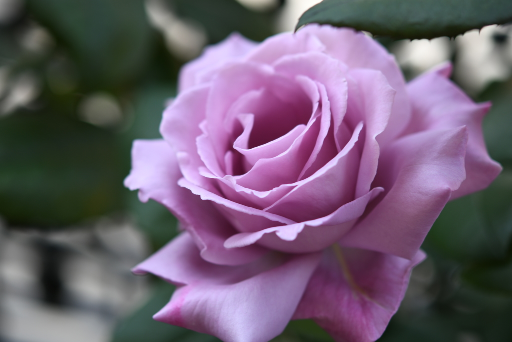 My Rose Garden55