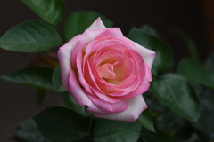 My Rose Garden14